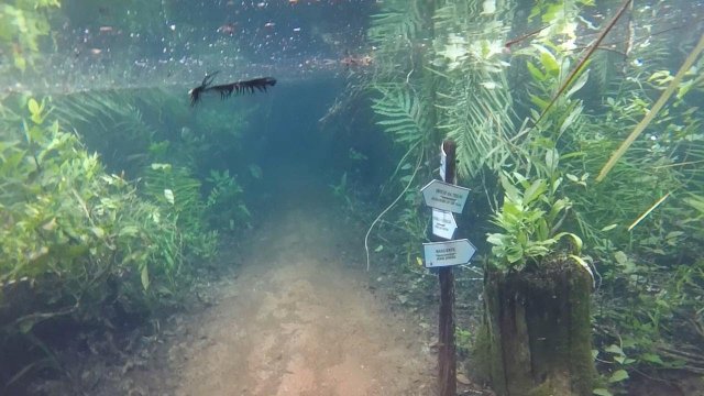 Underwater forest after river flooding in Brazil