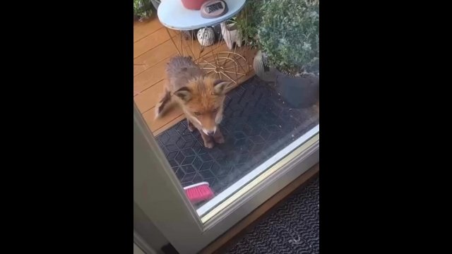 She gave a hungry fox food and he came back with friends [VIDEO]