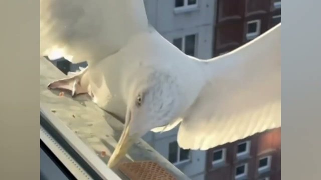 Difference between a seagull and a crow’s accuracy [VIDEO]