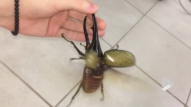 Giant beetle sounds like a jackhammer