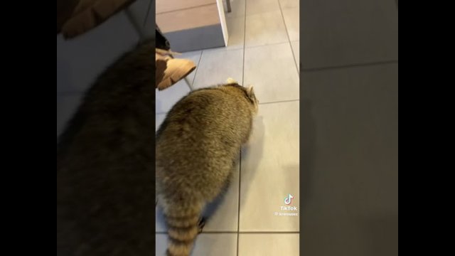 When You See A Raccoon Walking Into McDonald's In Scarborough [VIDEO]