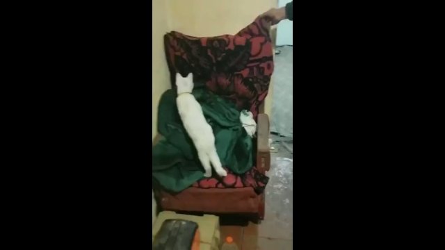 Even cat couldn't believe it... [VIDEO]