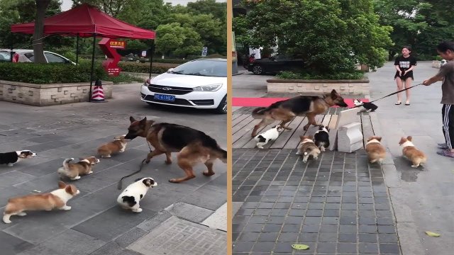 German Shepherd Dog Chased By Corgi Puppies