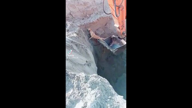 Excavator saves dog after falling in a pit [VIDEO]