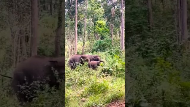 Crazy noises from a happy elephant family [VIDEO]