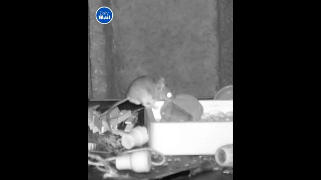 Adorable moment hidden camera catches mouse tidying up shed [VIDEO]
