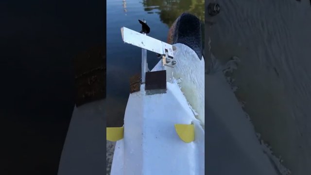 Fast as duck [VIDEO]