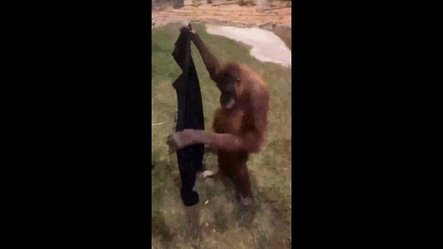 Orangutan puts on man's jacket [VIDEO]