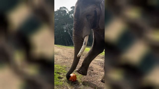 Elephant(Osh) tries different methods to crack open the pumpkin [VIDEO]