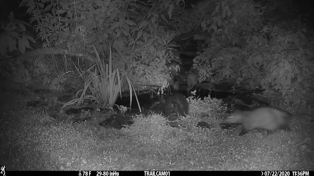Opossum pushes Skunk in Pond [VIDEO]
