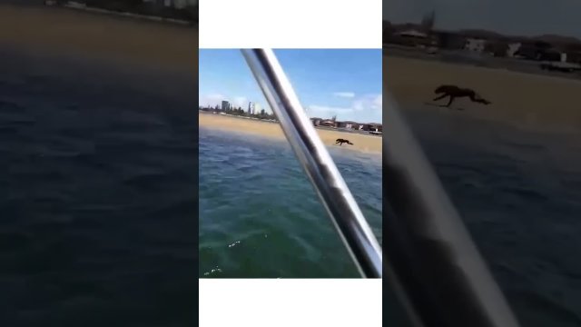 Amazing dog keeping up whit a speed boat [VIDEO]