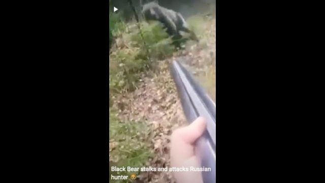 Black Bear stalks and attacks Russian hunter [VIDEO]