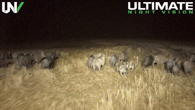 Extreme Feral Hog Eradication [VIDEO]