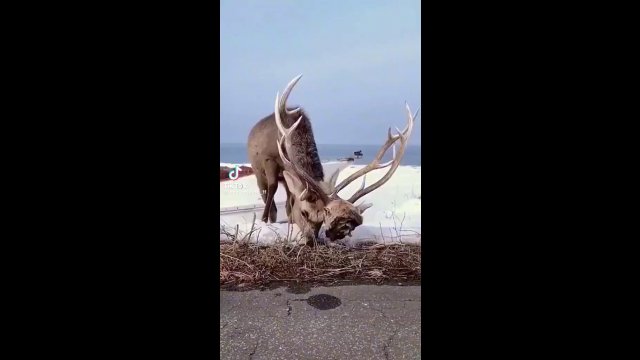 Elk gets into fight and it’s pretty clear who won… [VIDEO]