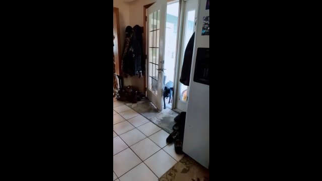 A smart dog opens and closes the door on its own after a walk