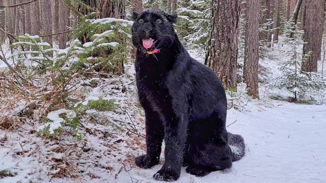 Simple walk in the woods with a black panther