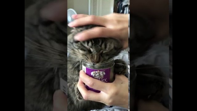 Cat Feasts On Catnip As Owner Tries To Stop Them