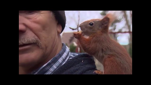 Unusual friendship with a squirrel