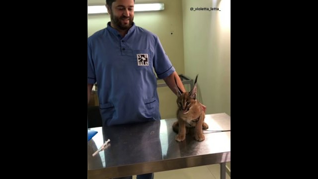 The Act Aggression of Caracal When Being Vaccinated