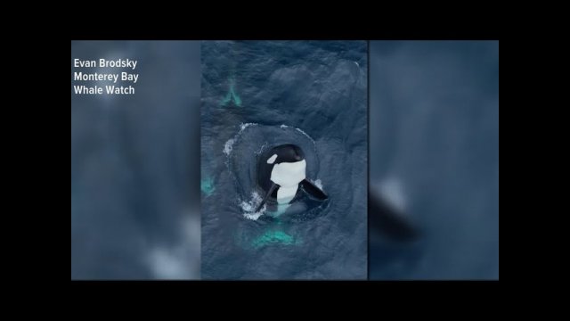 Rare video shows pod of 30 killer whales playing off California coast [VIDEO]