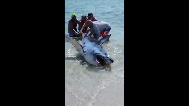 They helped a stranded shark back into the water on a Florida beach [VIDEO]