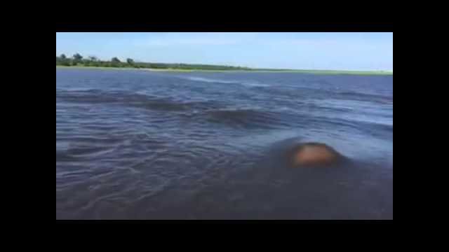 How fast do hippos swim?