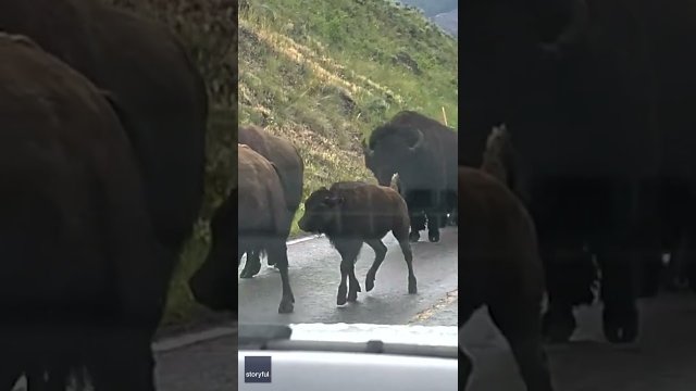 'Oh my god!' Bison herd thunders by Yellowstone tourists [VIDEO]