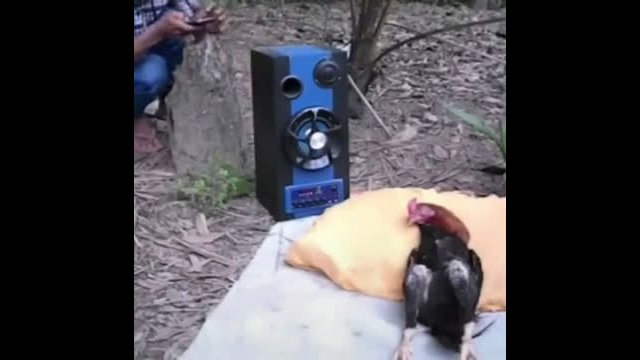 Waking up a Chicken from its sleep