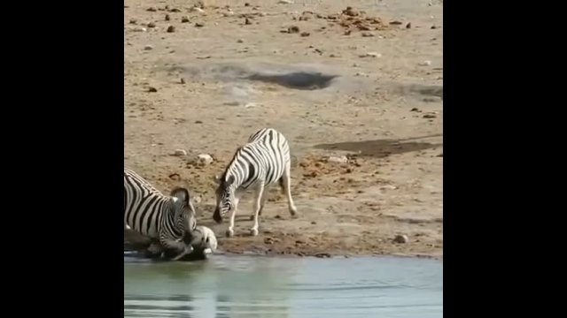 Male zebra trying to drown not his foal