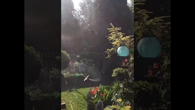 Aggressive garden sprinkler