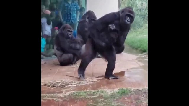 Gorillas try to wait out the rain before making a run for it [VIDEO]