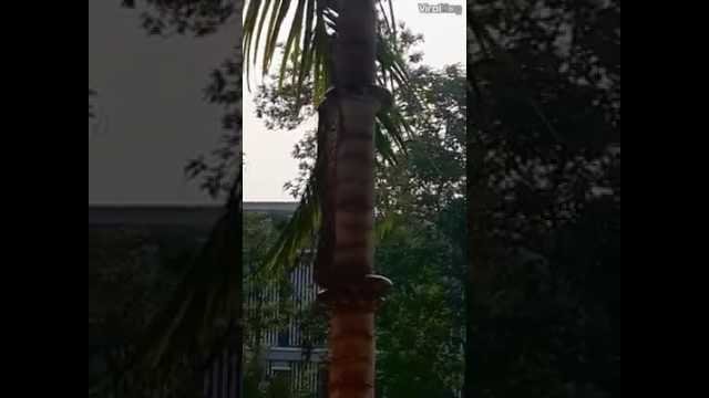 Huge Boa (Snake) Climbing on Straight Tree