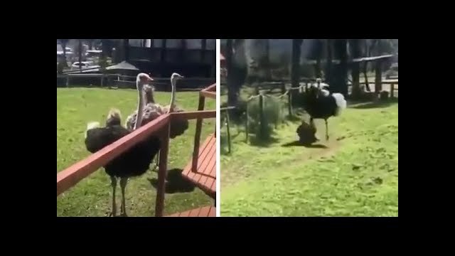 Intoxicated guy decides its a good idea to enter an Ostrich enclosure