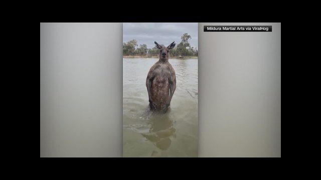 Aussie defends his dog aganst a kangaroo attack [VIDEO]