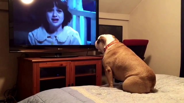 Bulldog watches a horror movie, does something INCREDIBLE during scary scene [VIDEO]