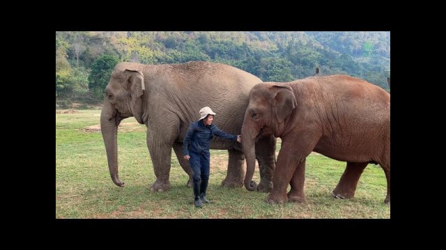 Love between elephant and human
