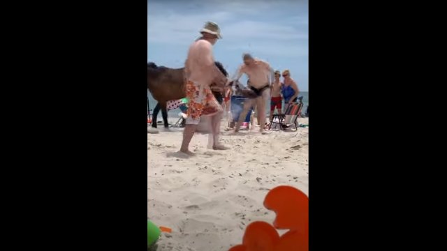 Stroked a wild horse on the beach despite the ban