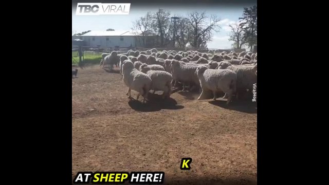 How a shepherd dog lines up sheep