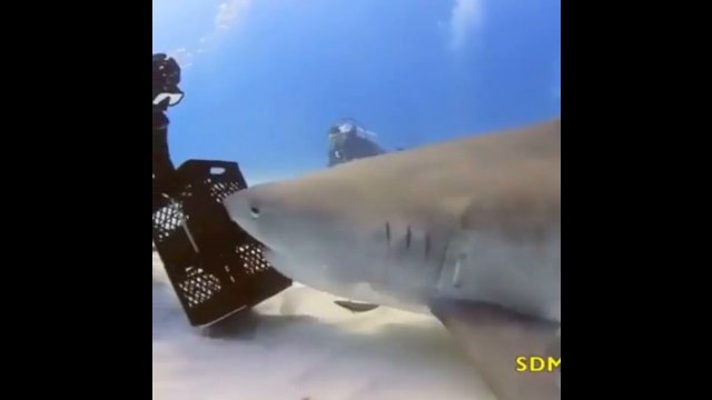 Guy casually prevents shark attack [VIDEO]