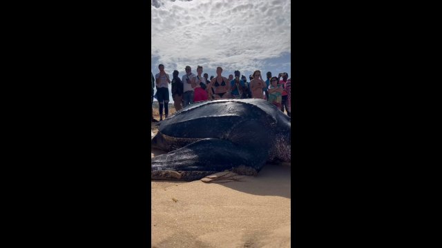 This is a Leatherback sea turtle and they're absolutely HUGE! [VIDEO]