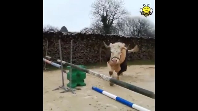 Cow thinks he's a showjumping horse [VIDEO]