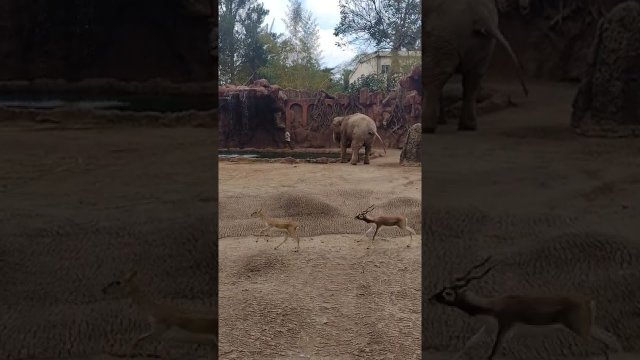 The elephant issued a loud roar to attract the attention of visitors and zoo staff