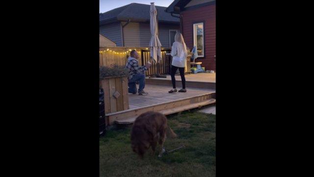 Marriage proposal interrupted by doggy’s bathroom break