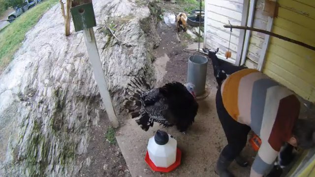 Turkey pecks the owner's ass