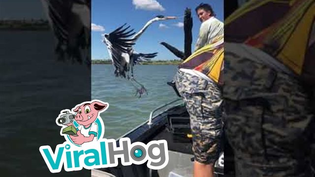 Rescuing a Heron Hanging From a Tree