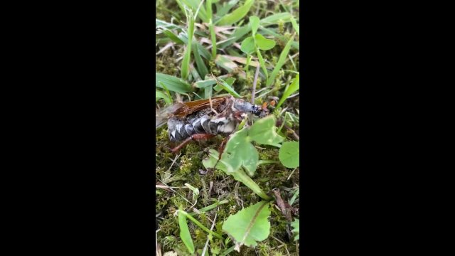 Zombie bug moving over grassland [VIDEO]