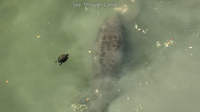Nope! Turtle sees Manatees then backs up and turns around and goes back the way he came [VIDEO]