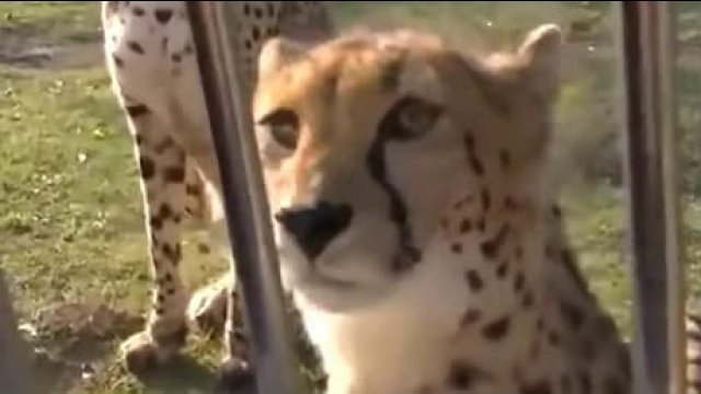 Did you know what sounds cheetahs make?