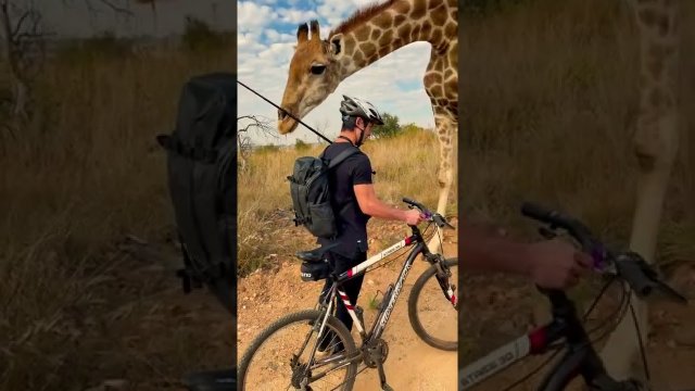 Man riding bike encounters a curios giraffe...