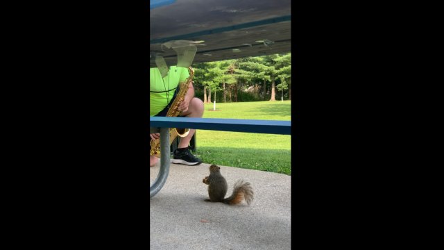 Squirrel enjoys listening to the saxophone at the park